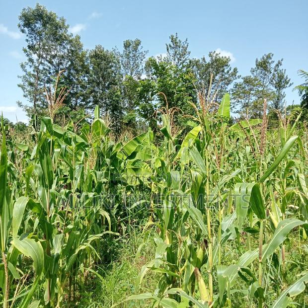 5 Acres of Land on Sale at Maragua - thumbnail 9