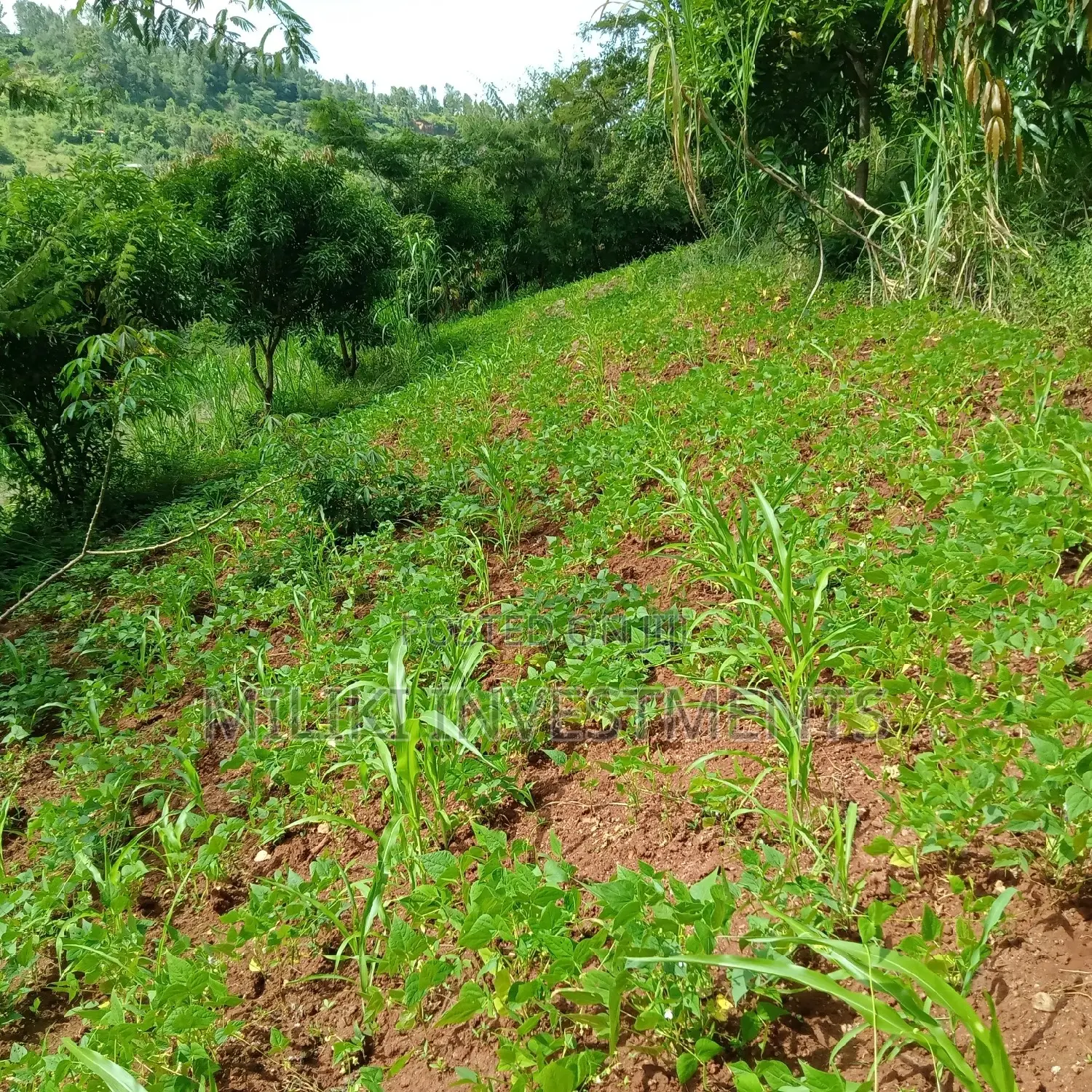 5 Acres of Land on Sale at Maragua