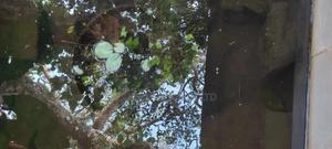 Water Lilly Pots And Plants - thumbnail 2