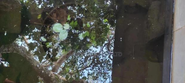 Water Lilly Pots And Plants - main view