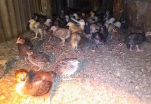 Quality Three 3 Weeks Old Kuroiler Chicks Fully Vaccinated - thumbnail 2