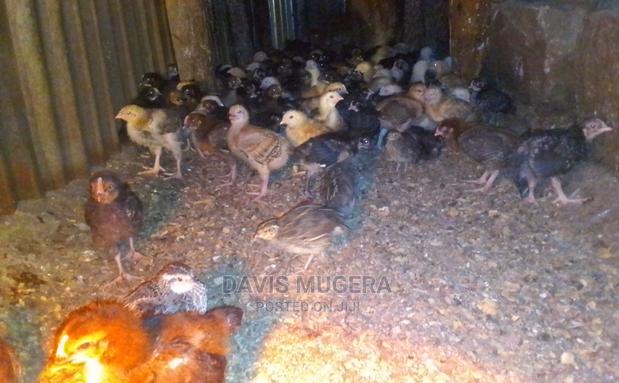 Quality Three 3 Weeks Old Kuroiler Chicks Fully Vaccinated - thumbnail 3