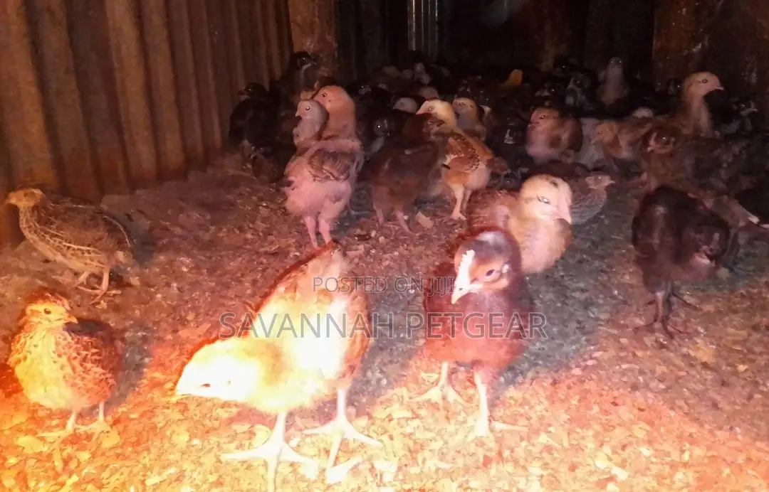 Quality Three 3 Weeks Old Kuroiler Chicks Fully Vaccinated