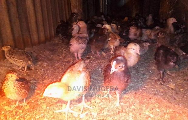 Quality Three 3 Weeks Old Kuroiler Chicks Fully Vaccinated - thumbnail 4