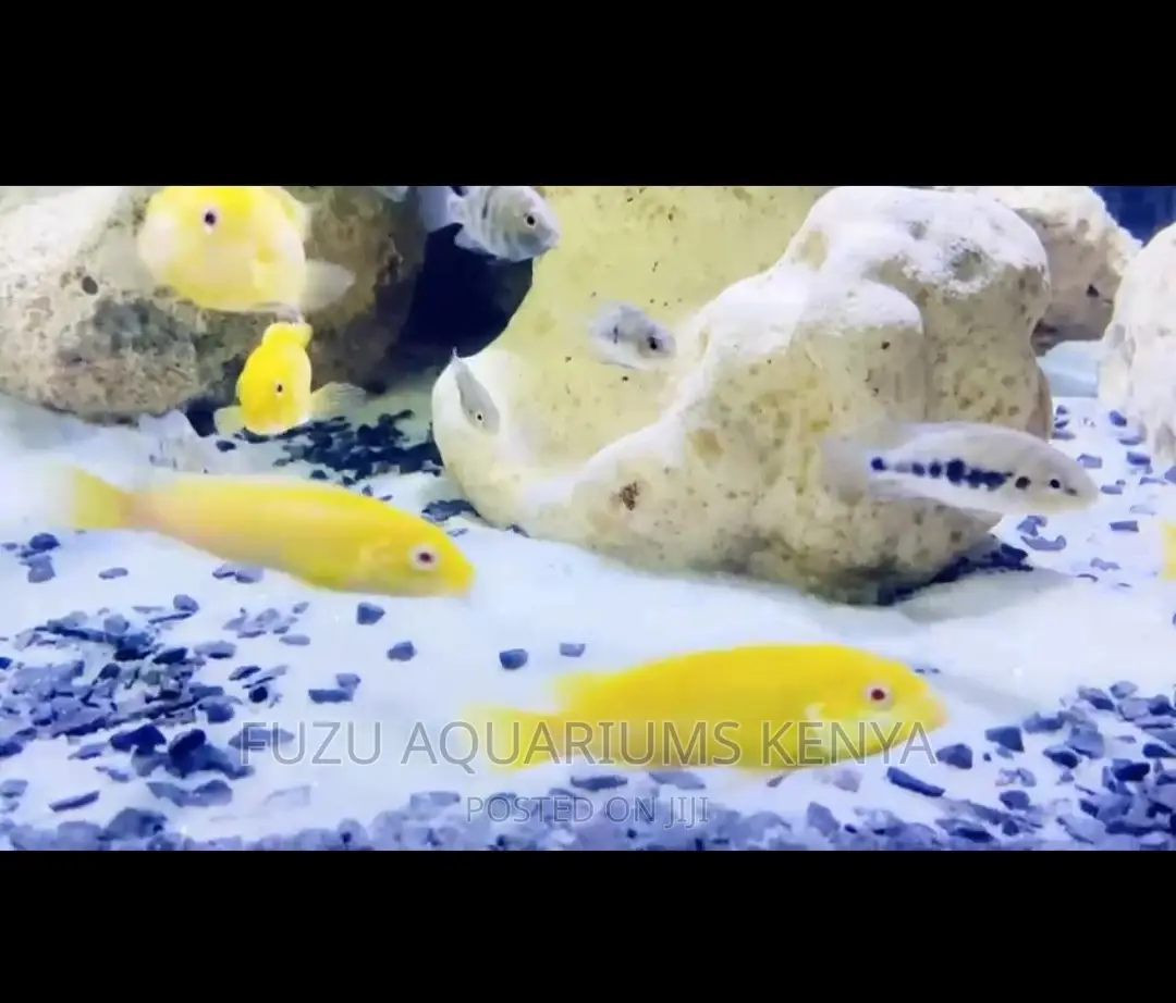 White Sand for Aquarium
