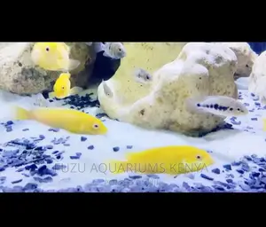 White Sand for Aquarium