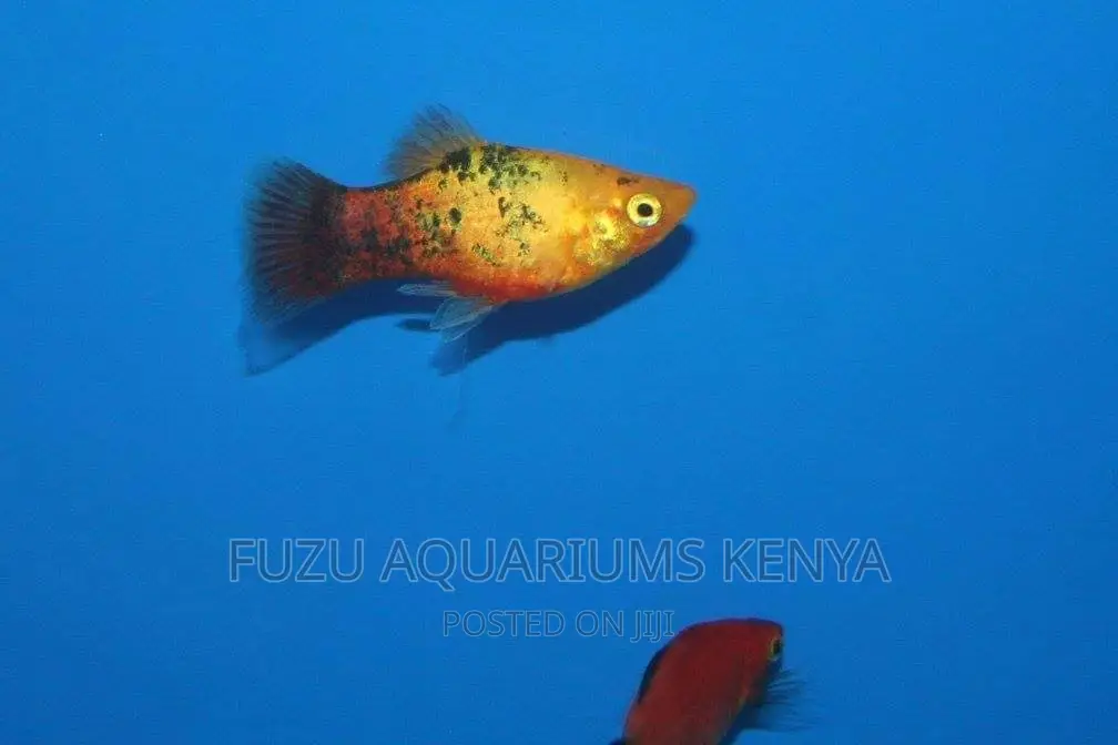 Platty Fish