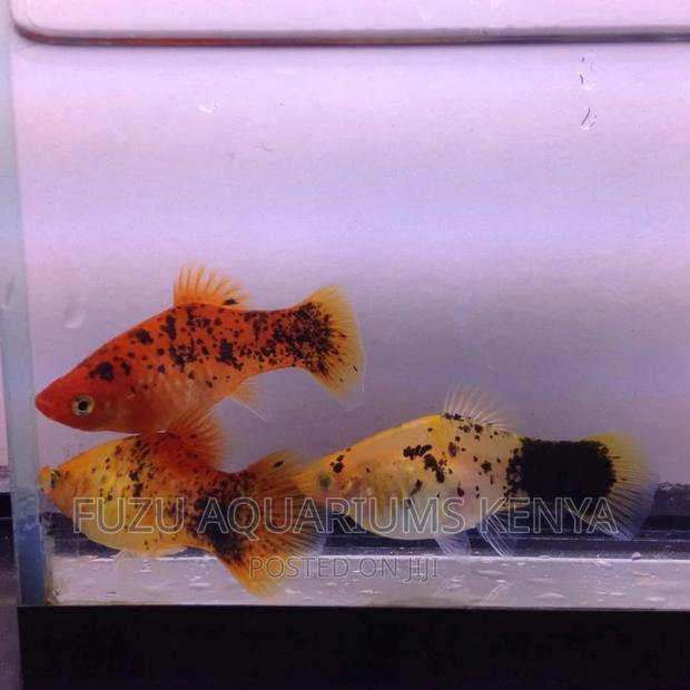 Platty Fish - main view