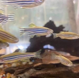 Zebra Danios - thumbnail 2