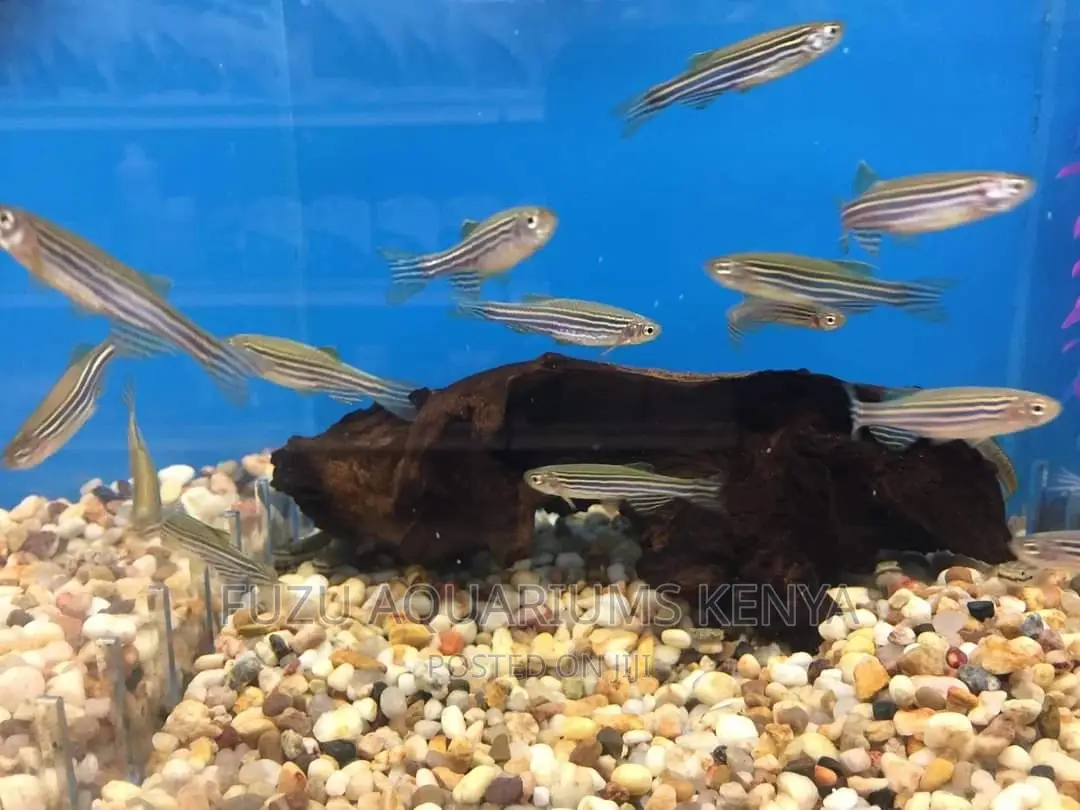 Zebra Danios