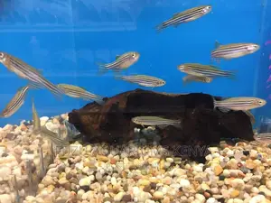 Zebra Danios