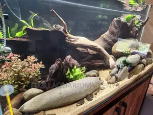 Aquarium Rocks and Aquascaping