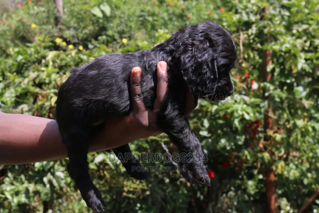 1-3 Month Male Purebred Cocker Spaniel