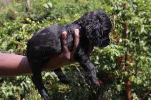 1-3 Month Male Purebred Cocker Spaniel