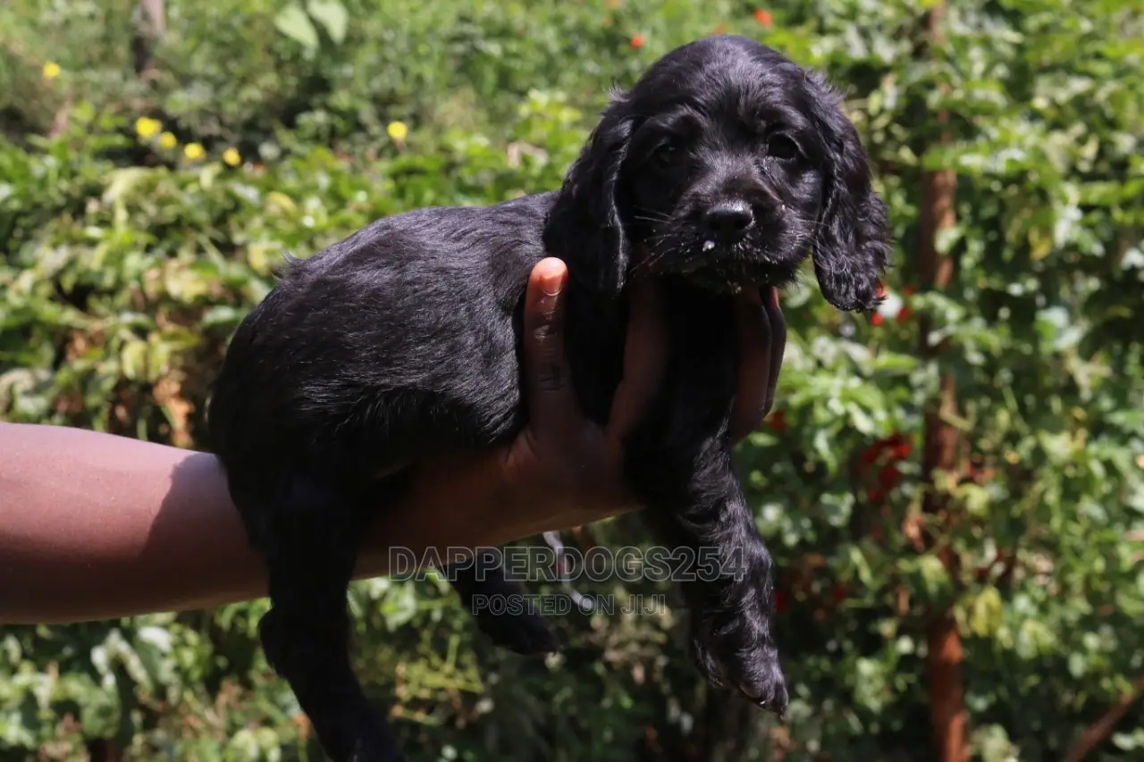 1-3 Month Male Purebred Cocker Spaniel
