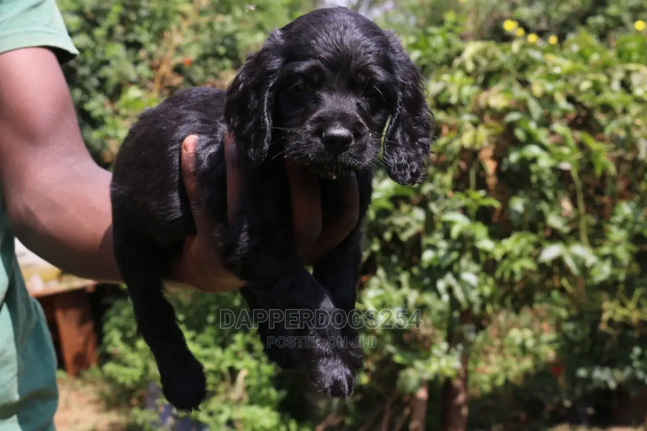 1-3 Month Male Purebred Cocker Spaniel