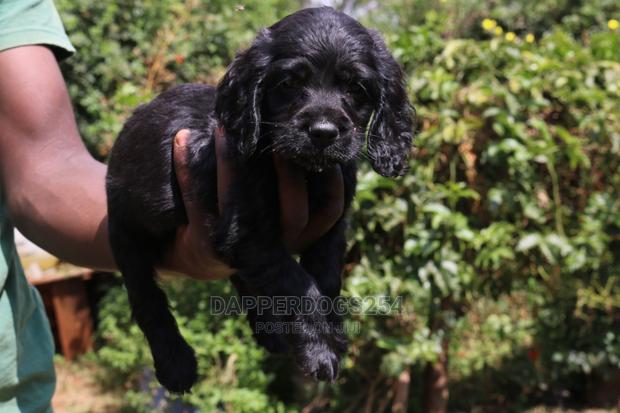 1-3 Month Male Purebred Cocker Spaniel - main view