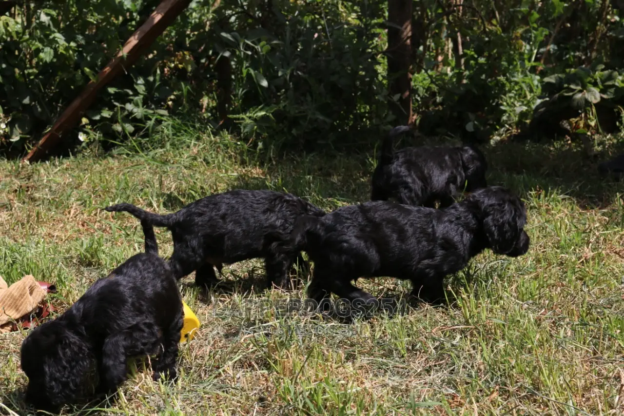 1-3 Month Male Purebred Cocker Spaniel