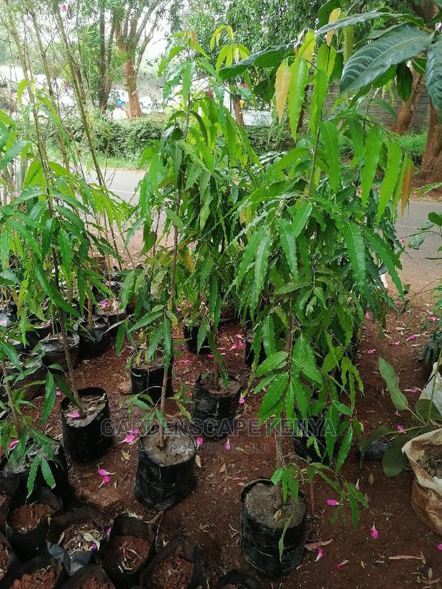 Ashok Trees - thumbnail 2