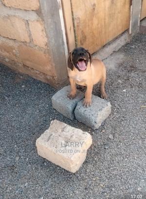 1-3 Month Male Purebred Boerboel - thumbnail 2