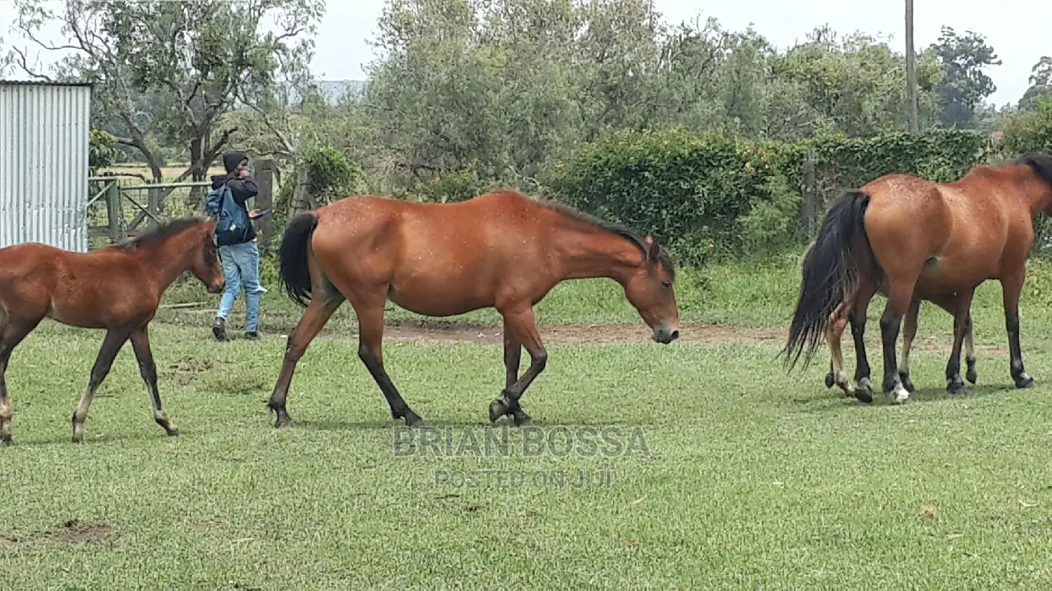 Horses And Ponies For Sale
