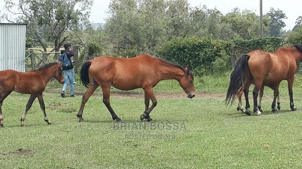 Horses And Ponies For Sale - thumbnail 9