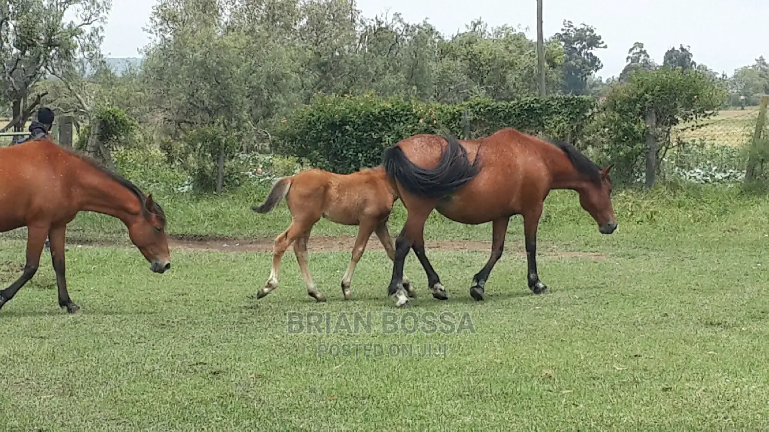 Horses And Ponies For Sale