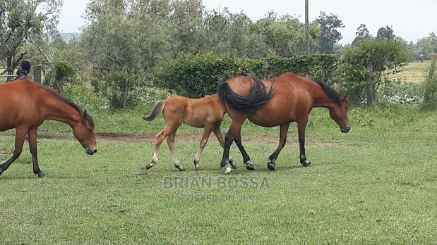 Horses And Ponies For Sale - thumbnail 8