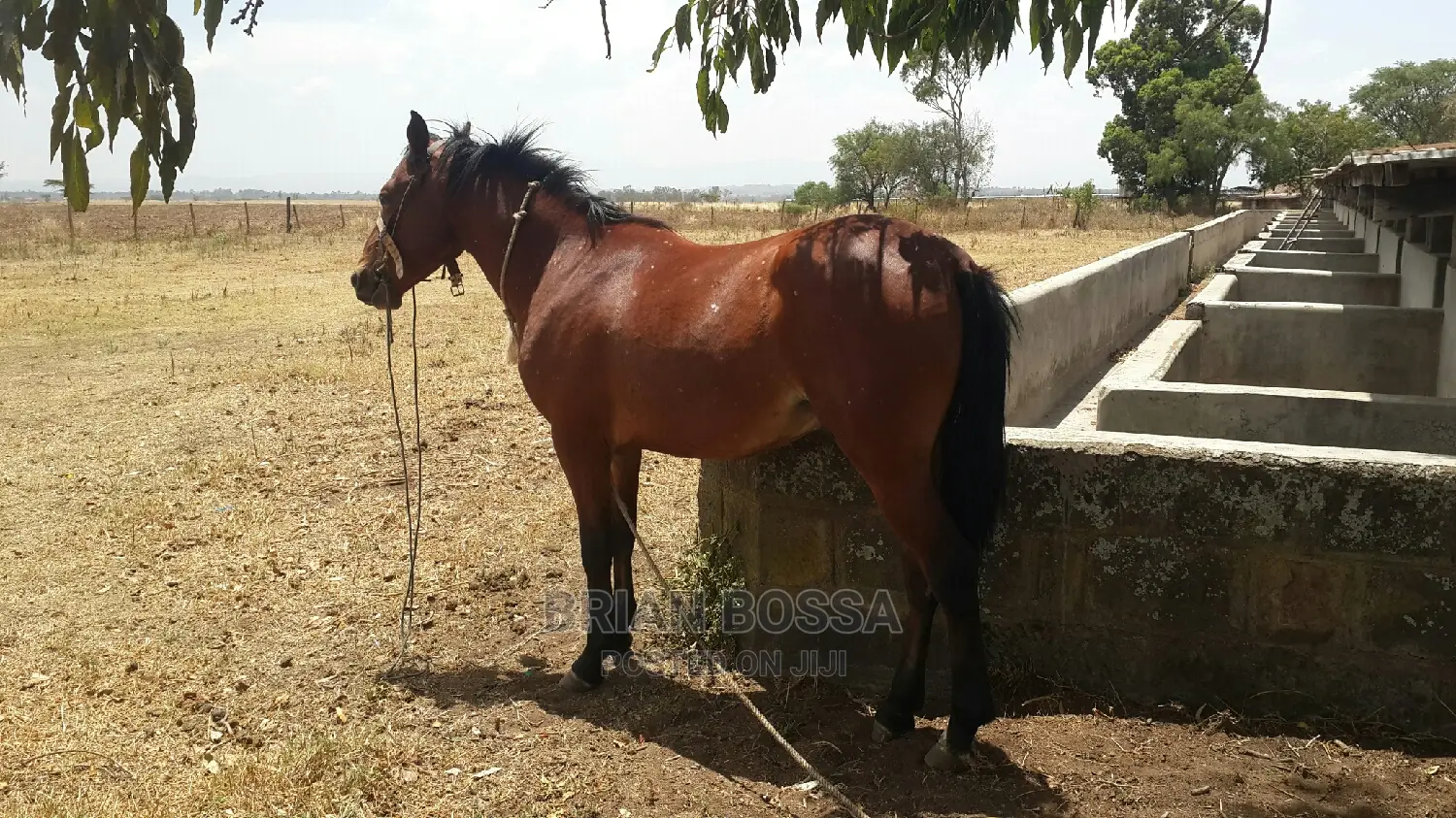 Horses And Ponies For Sale