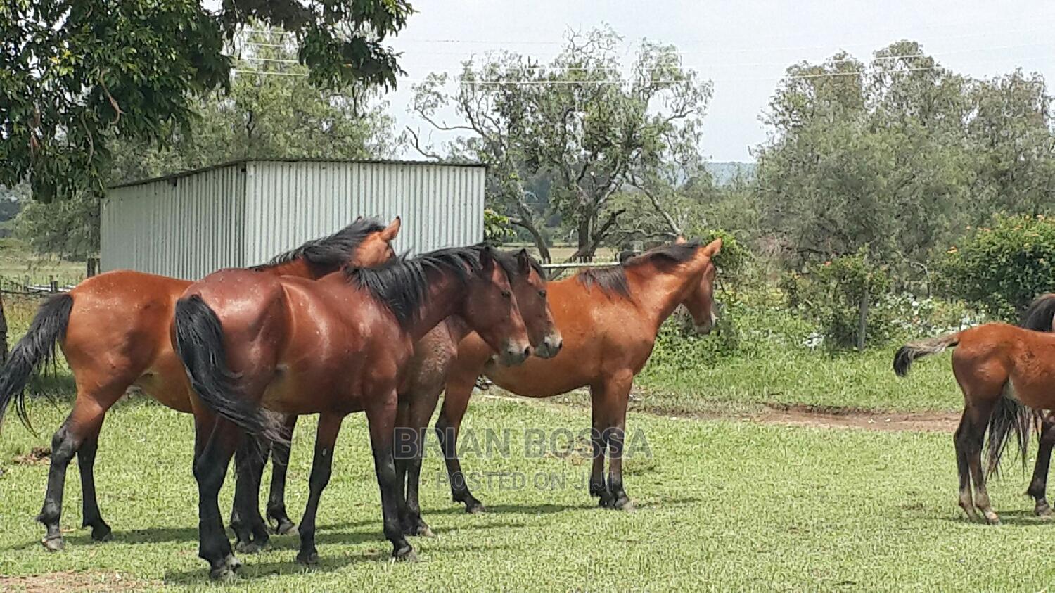 Horses And Ponies For Sale in Nakuru Town East Livestock & Poultry