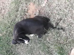 1-3 month Male Purebred Boerboel