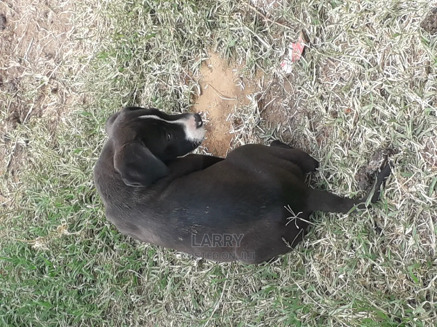 1-3 month Male Purebred Boerboel