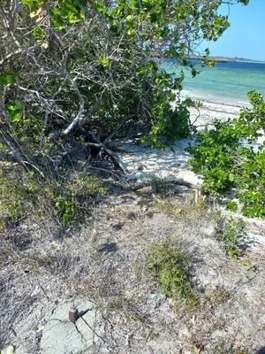 Beach Plots for Sale - Matsangoni