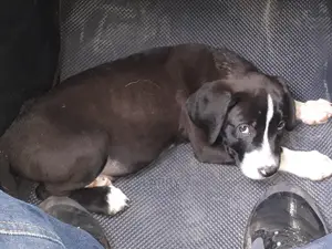 1-3 Month Male Purebred Boerboel