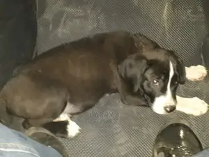 1-3 Month Male Purebred Boerboel