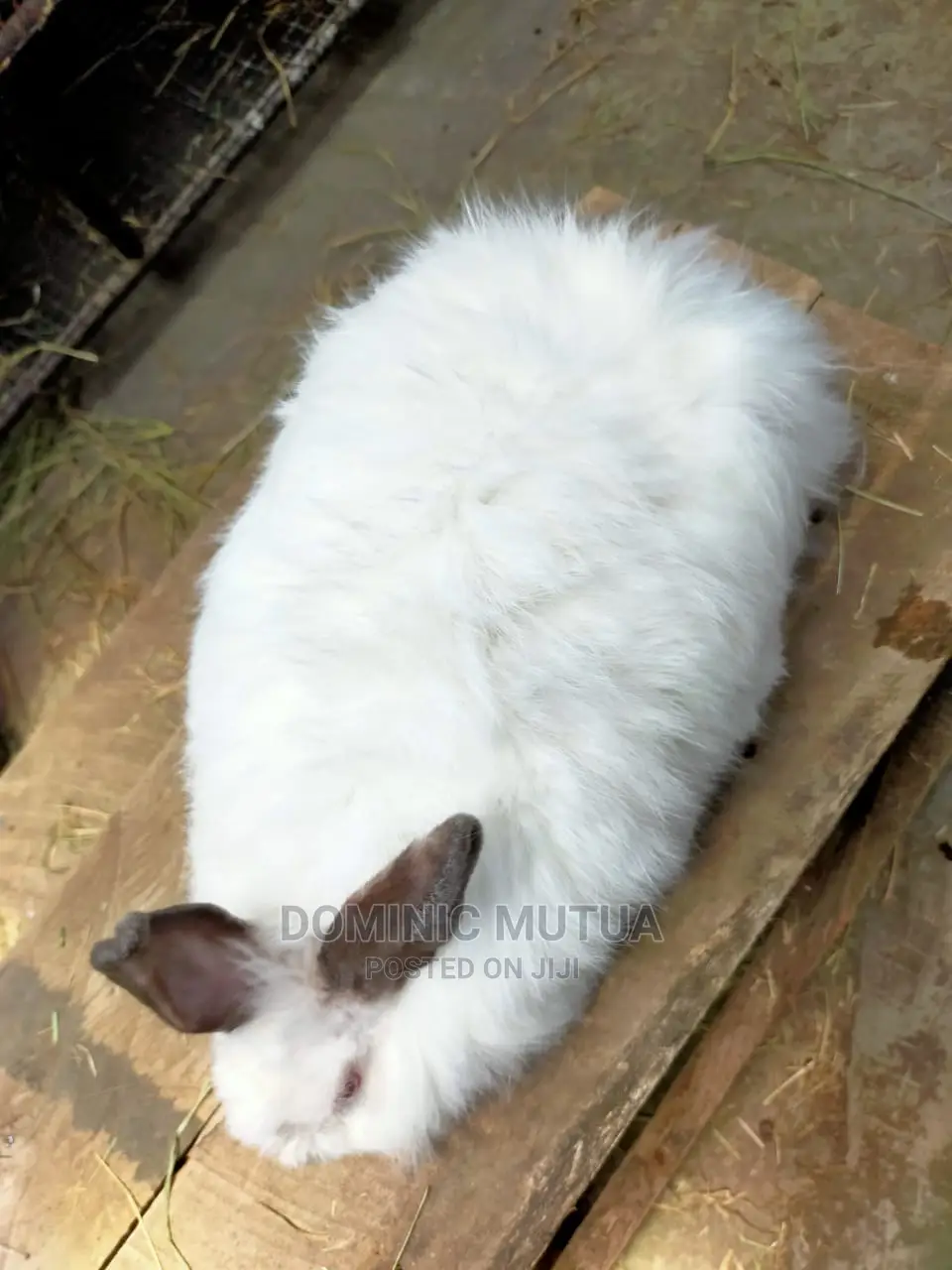 Kitengela Rabbitry F1