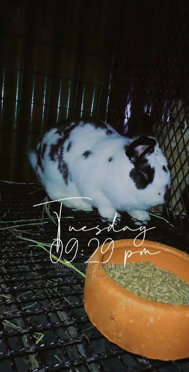 Kitengela Rabbitry F1