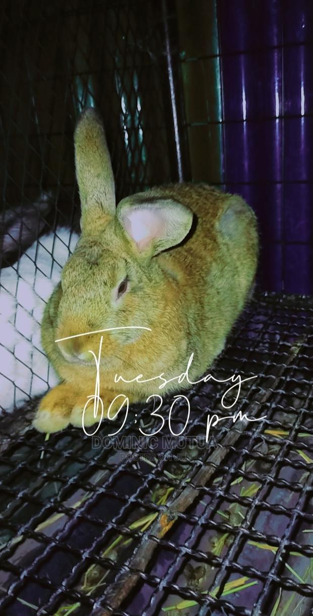 Kitengela Rabbitry F1 - thumbnail 12