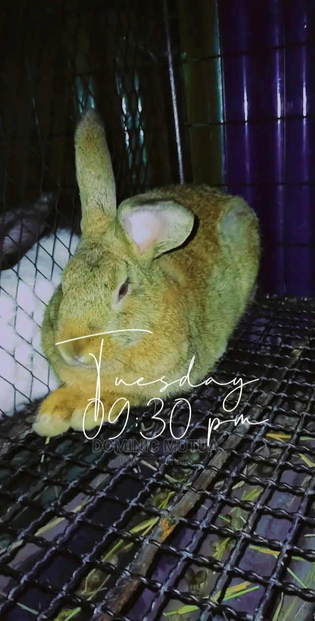 Kitengela Rabbitry F1