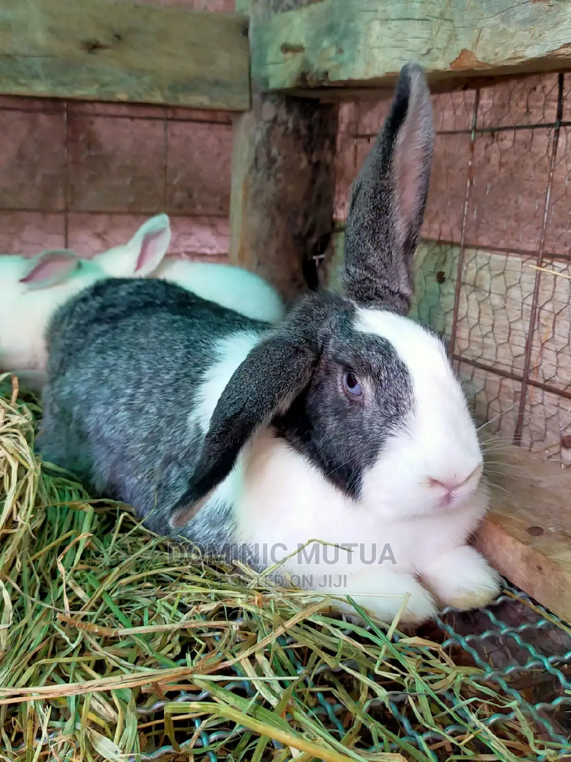 Kitengela Rabbitry F1