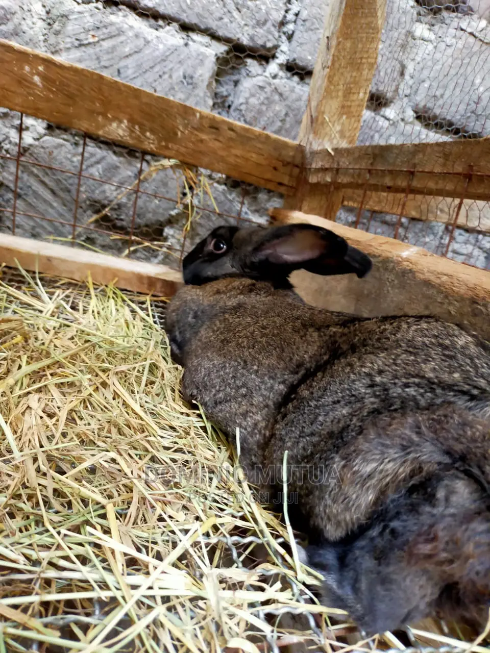 Kitengela Rabbitry F1