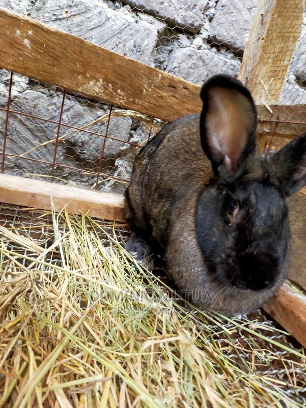 Kitengela Rabbitry F1 - thumbnail 16
