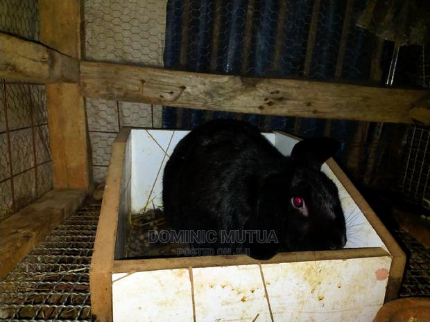 Kitengela Rabbitry F1 - thumbnail 14