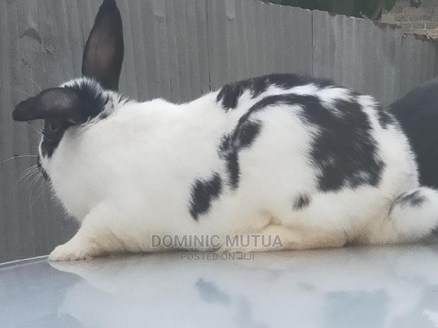 Kitengela Rabbitry F1 - thumbnail 9