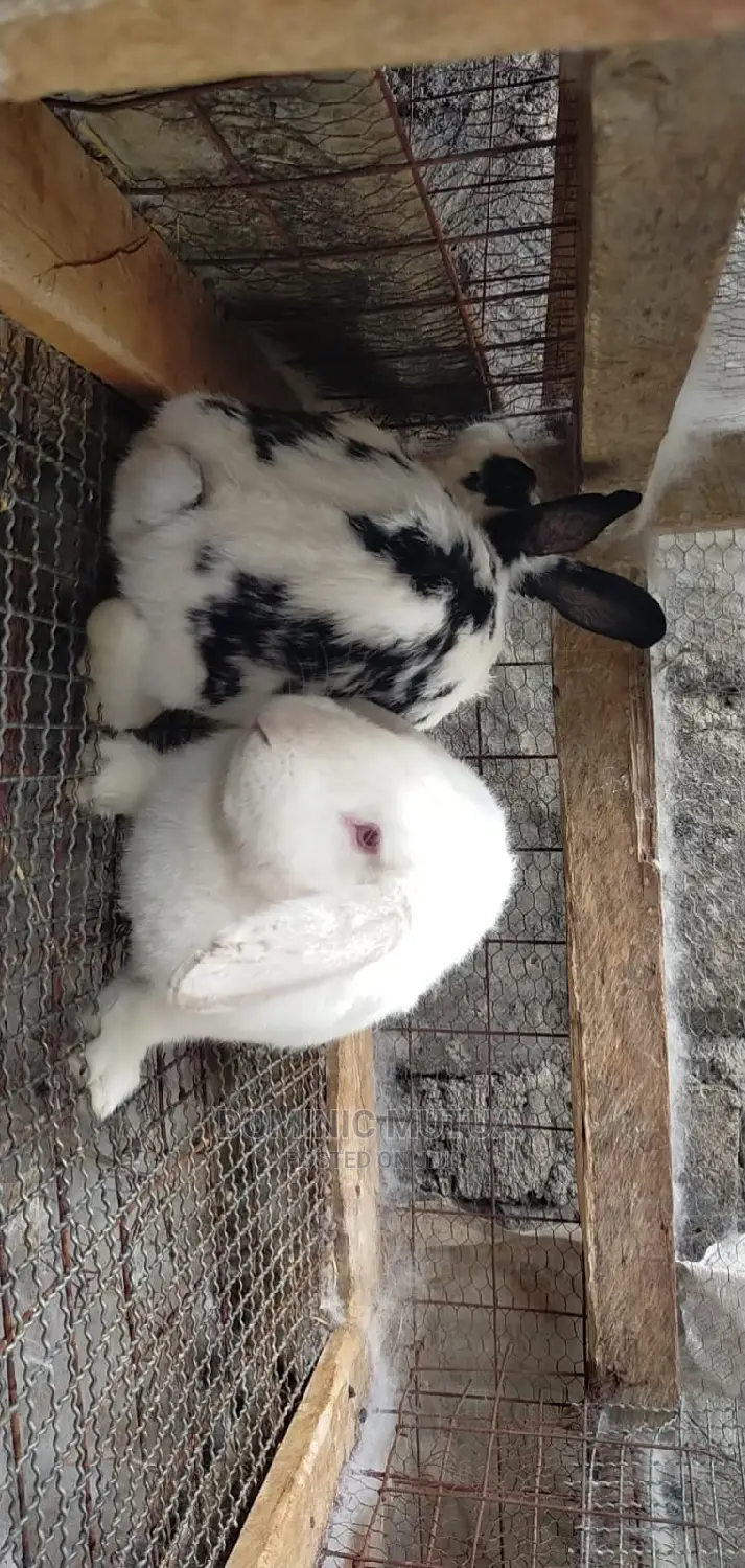 Kitengela Rabbitry F1