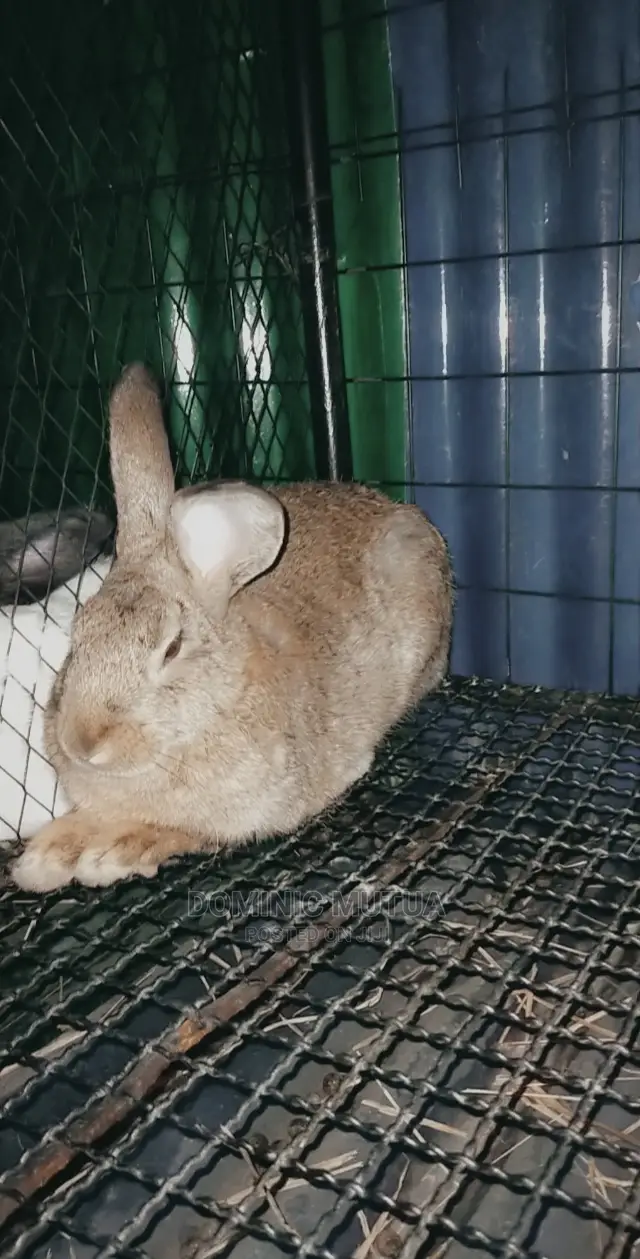 Kitengela Rabbitry F1