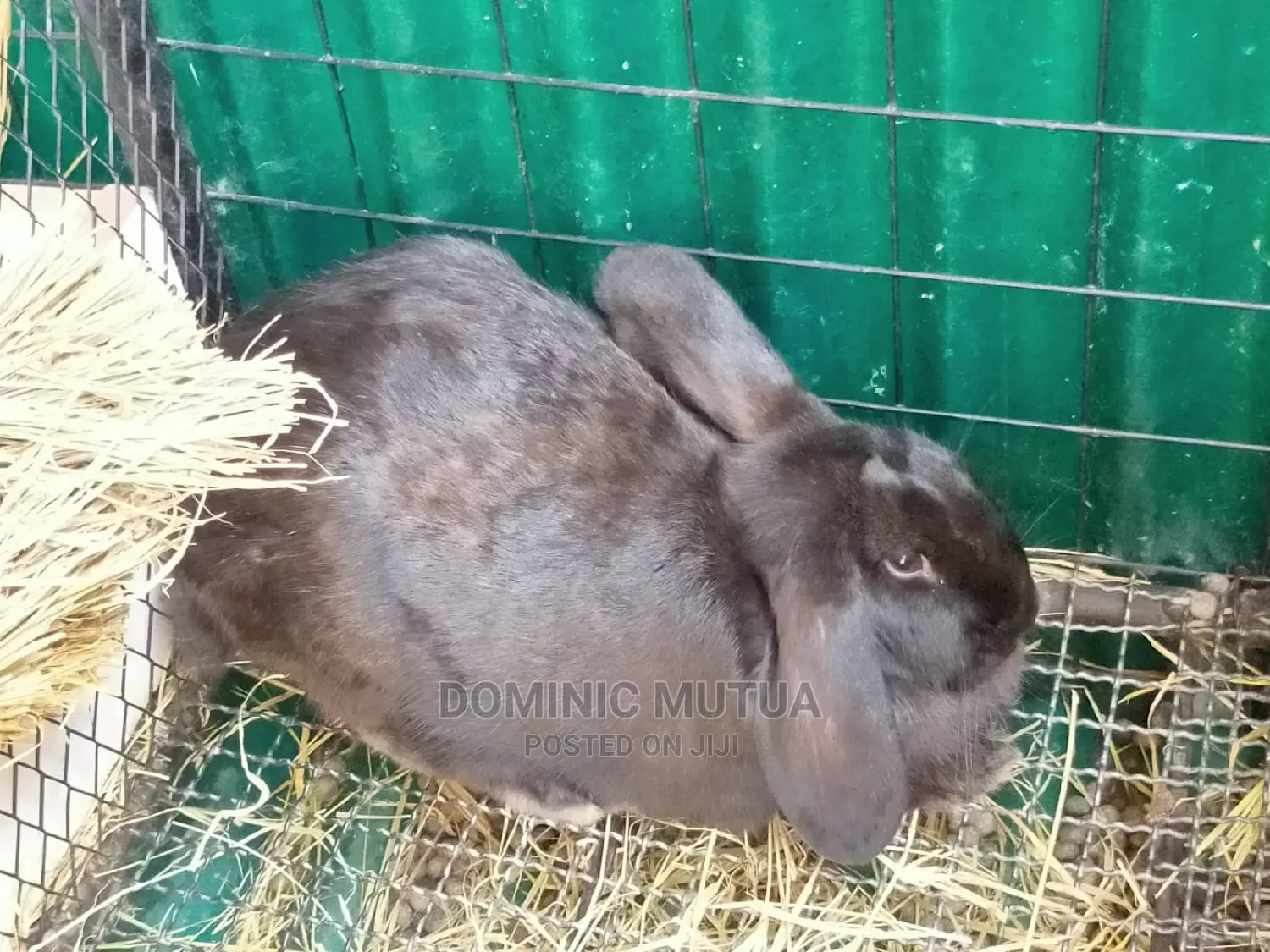 Kitengela Rabbitry F1