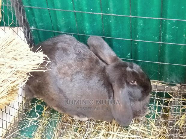 Kitengela Rabbitry F1 - thumbnail 11