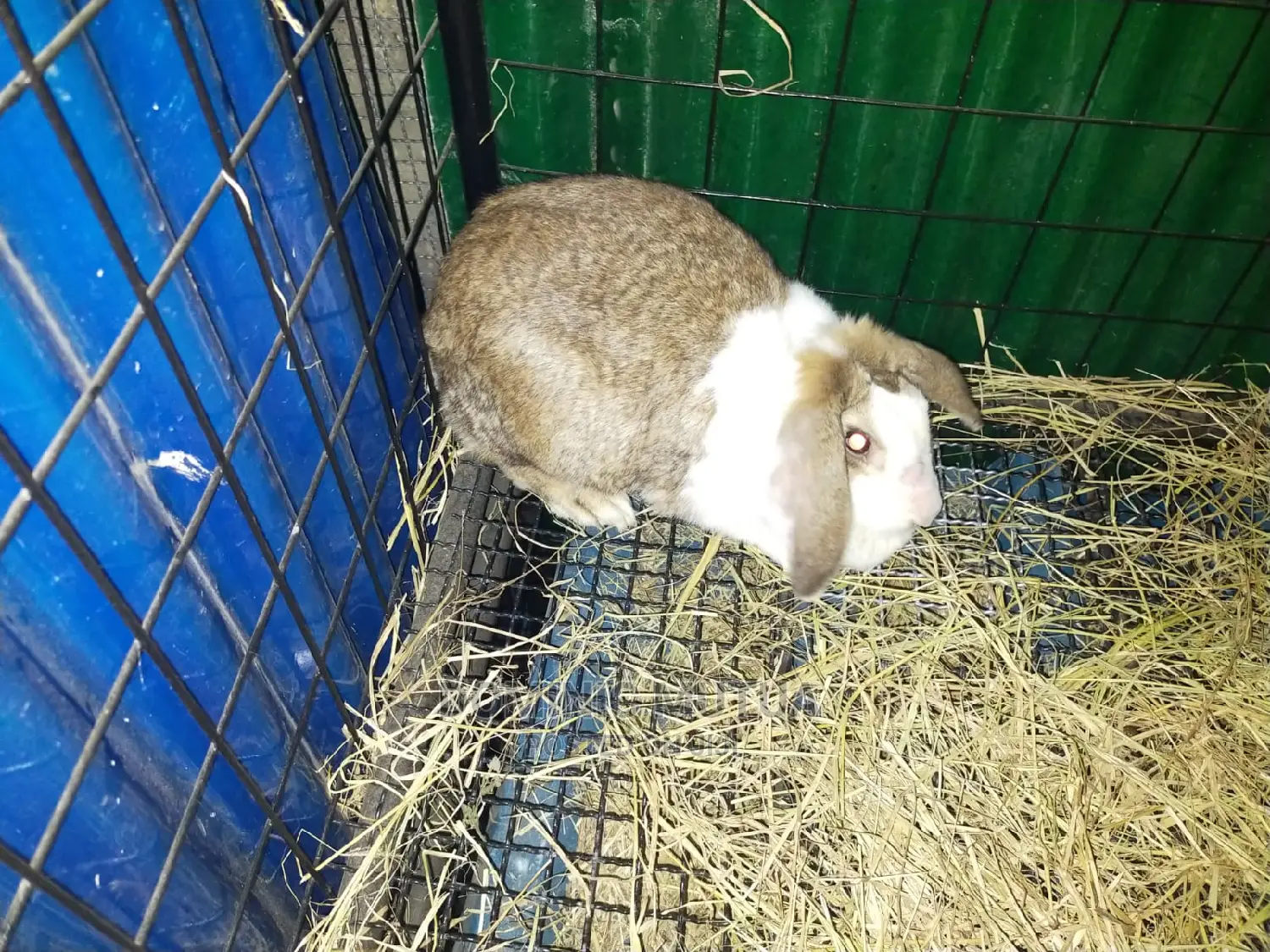 Kitengela Rabbitry F1