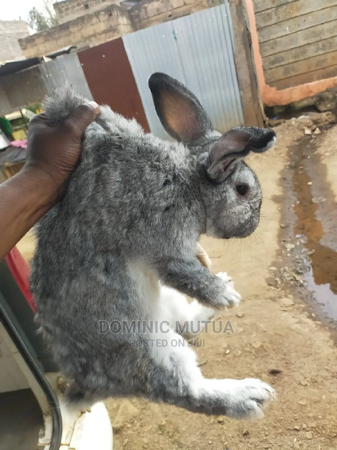 Kitengela Rabbitry F1